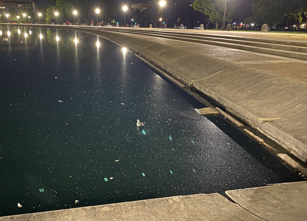 Red Phalarope - ML642648149