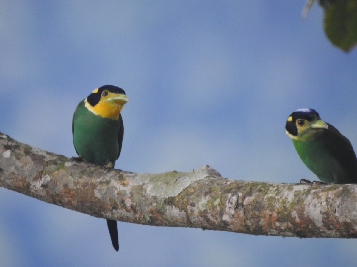 Long-tailed Broadbill - ML642648169