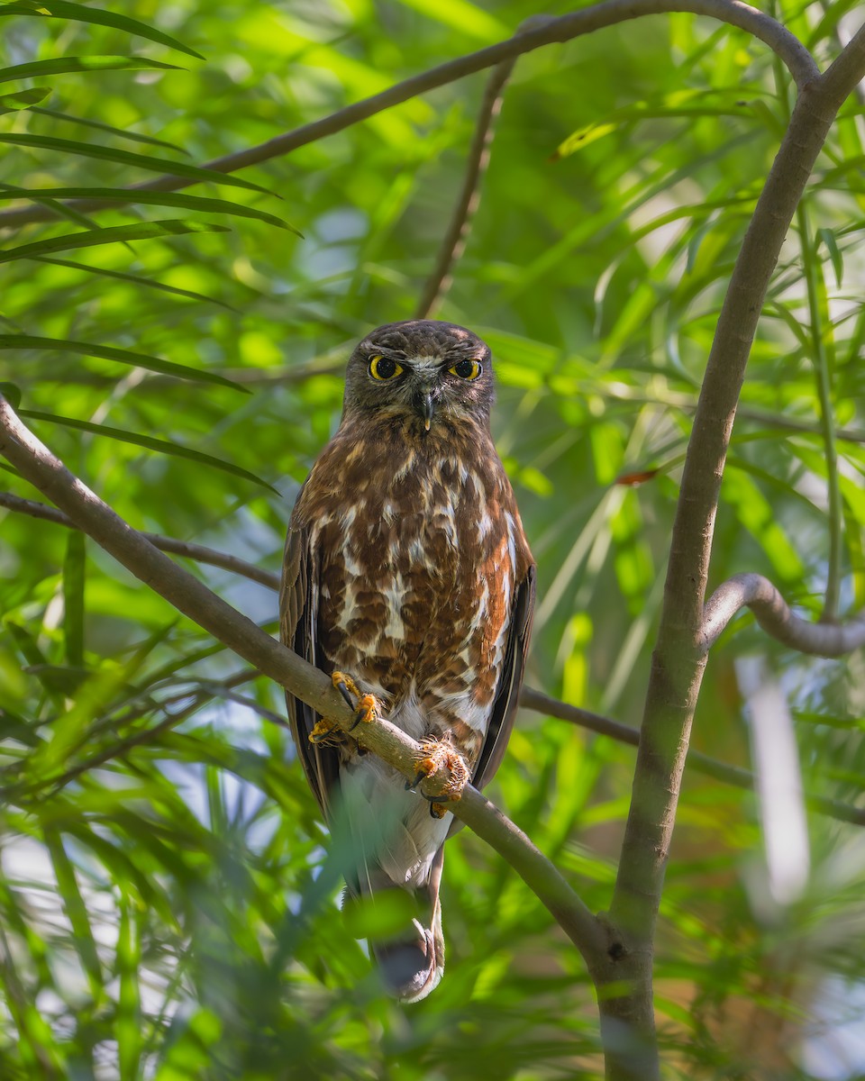 Brown Boobook - ML642648185