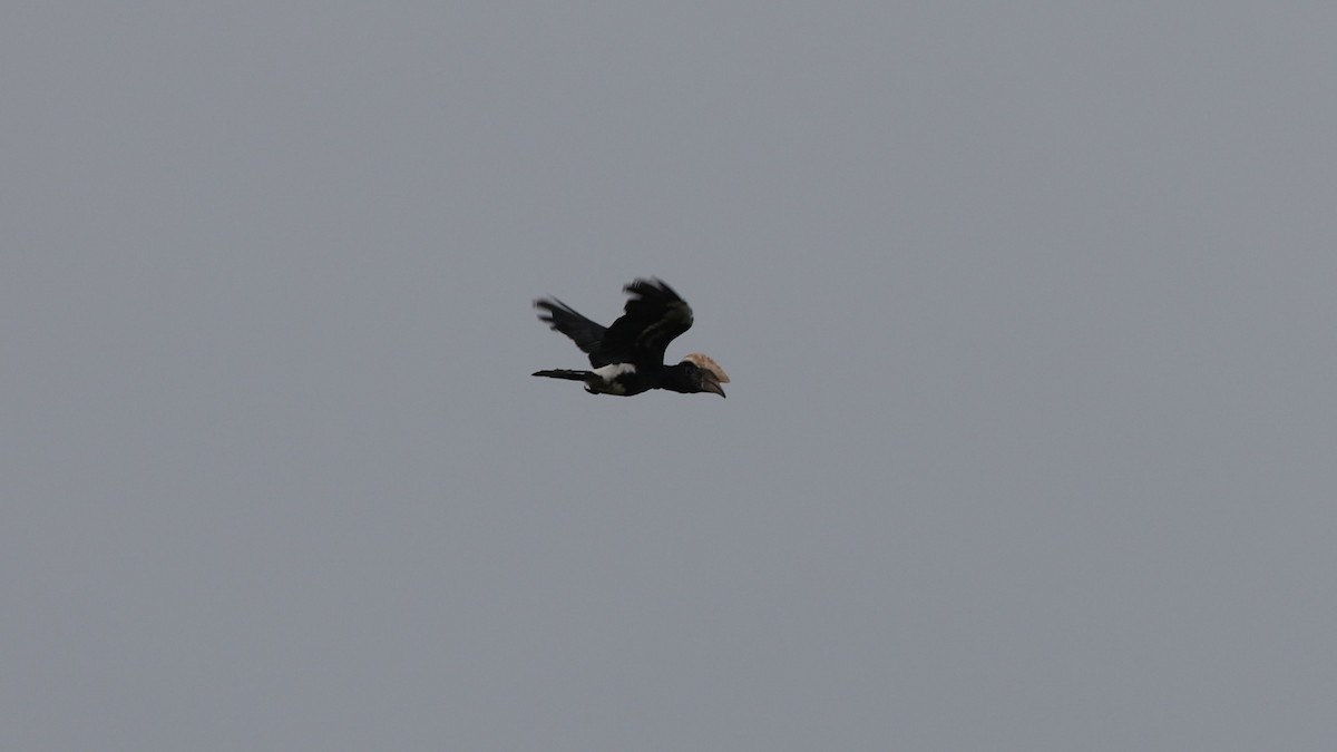 Silberwangen-Hornvogel - ML642648187