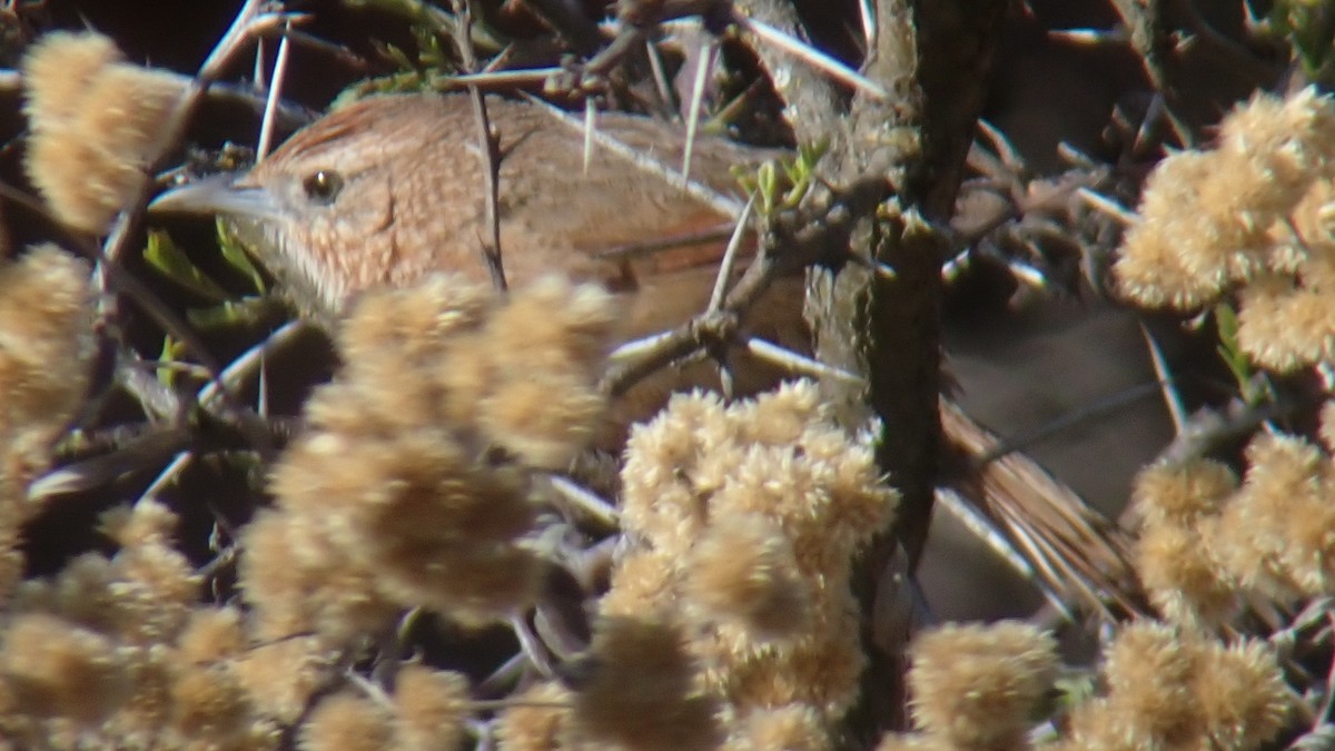 Spot-breasted Thornbird - ML642648189