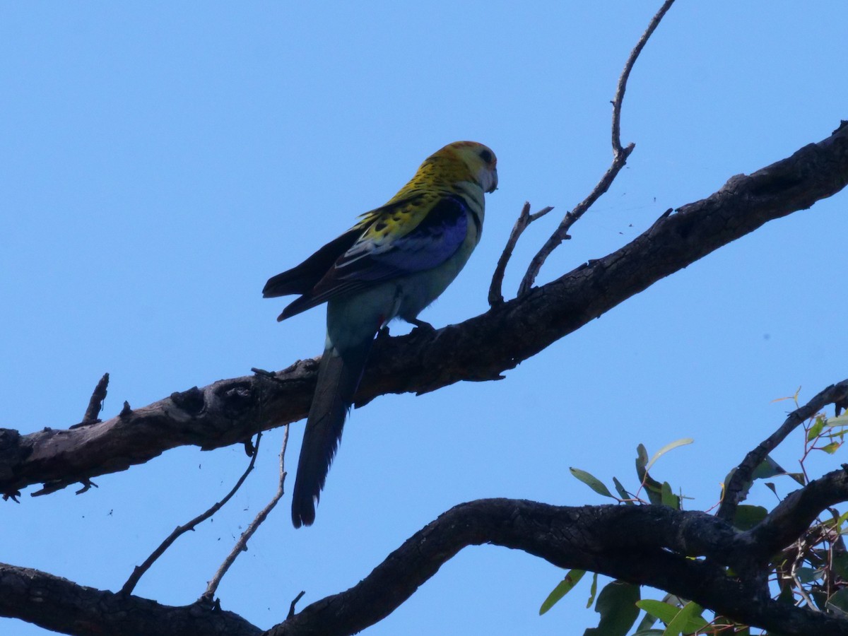 Pale-headed Rosella - ML642648194