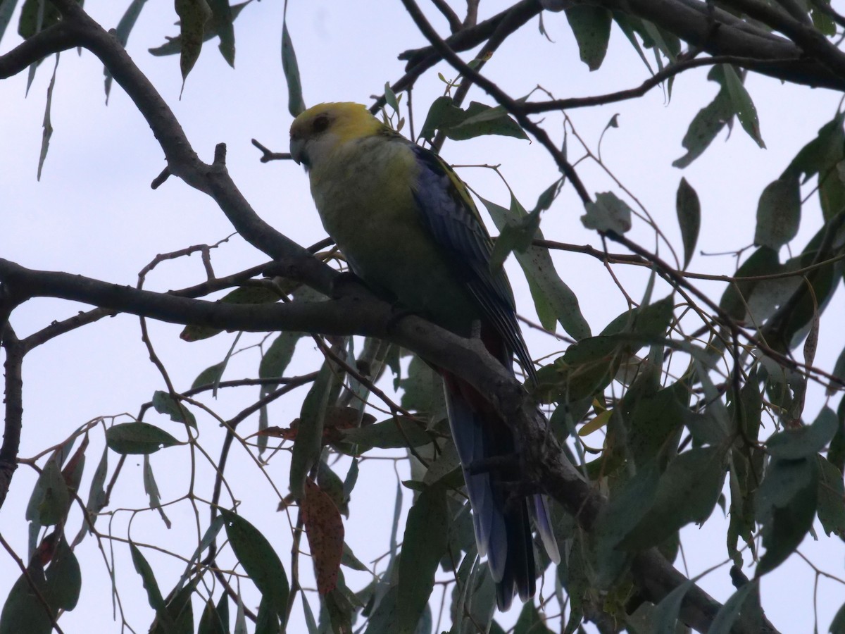 Pale-headed Rosella - ML642648195
