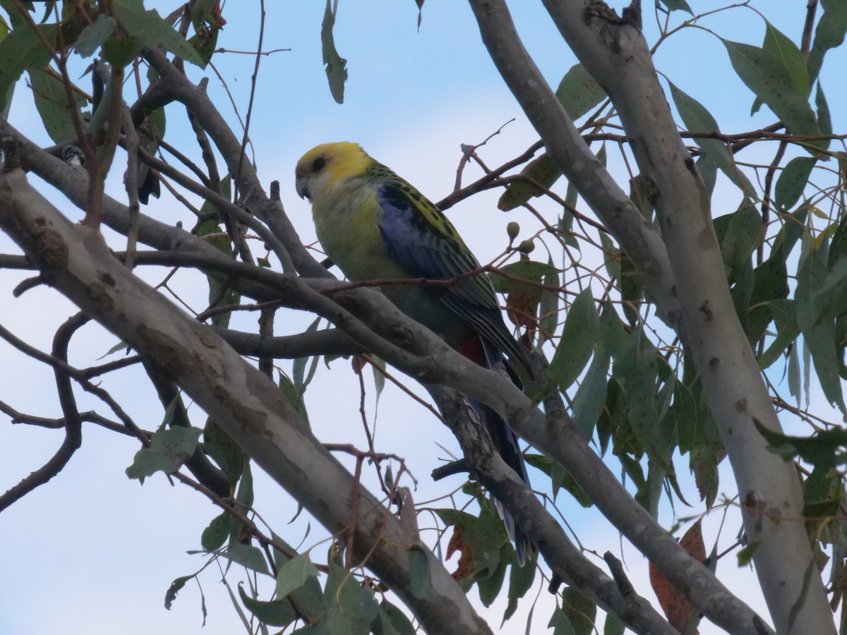 Pale-headed Rosella - ML642648196