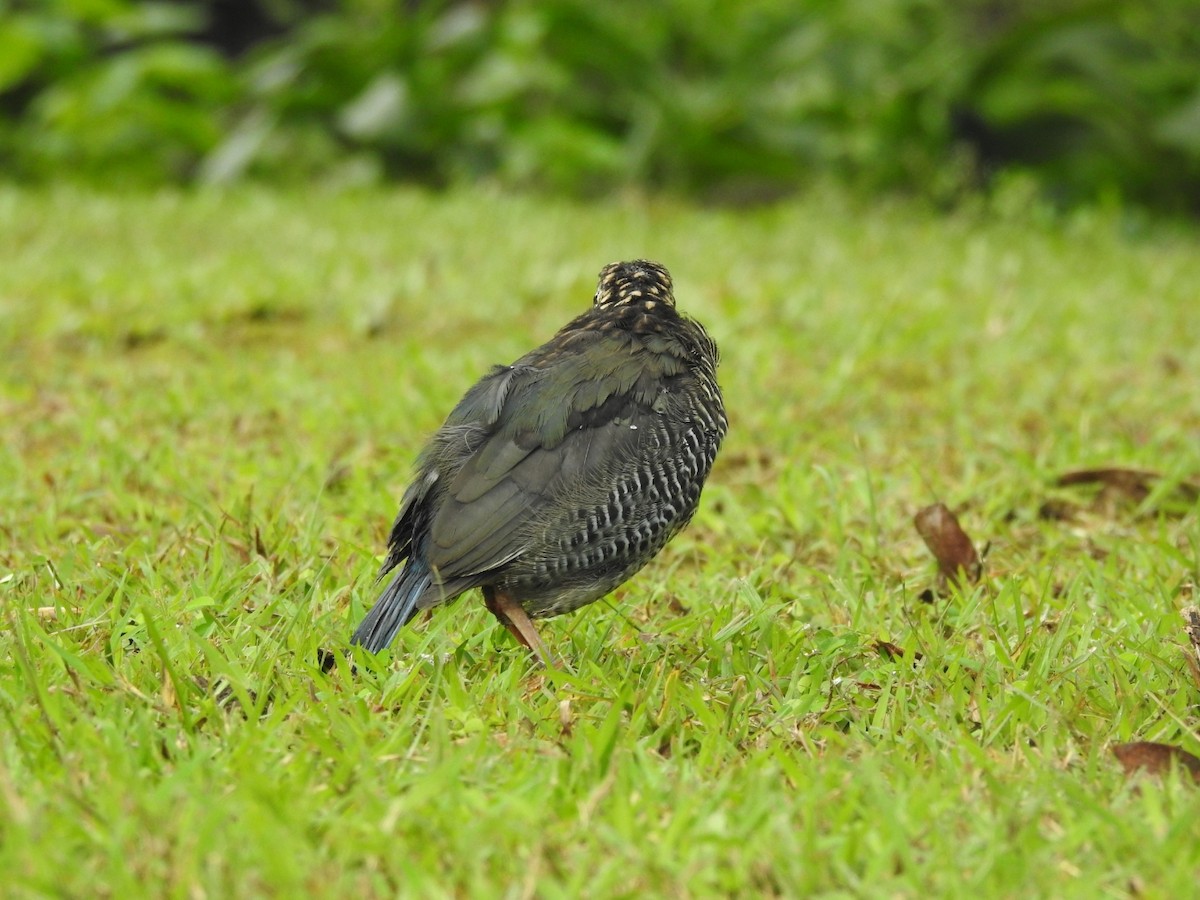 Blue Pitta - ML642648201
