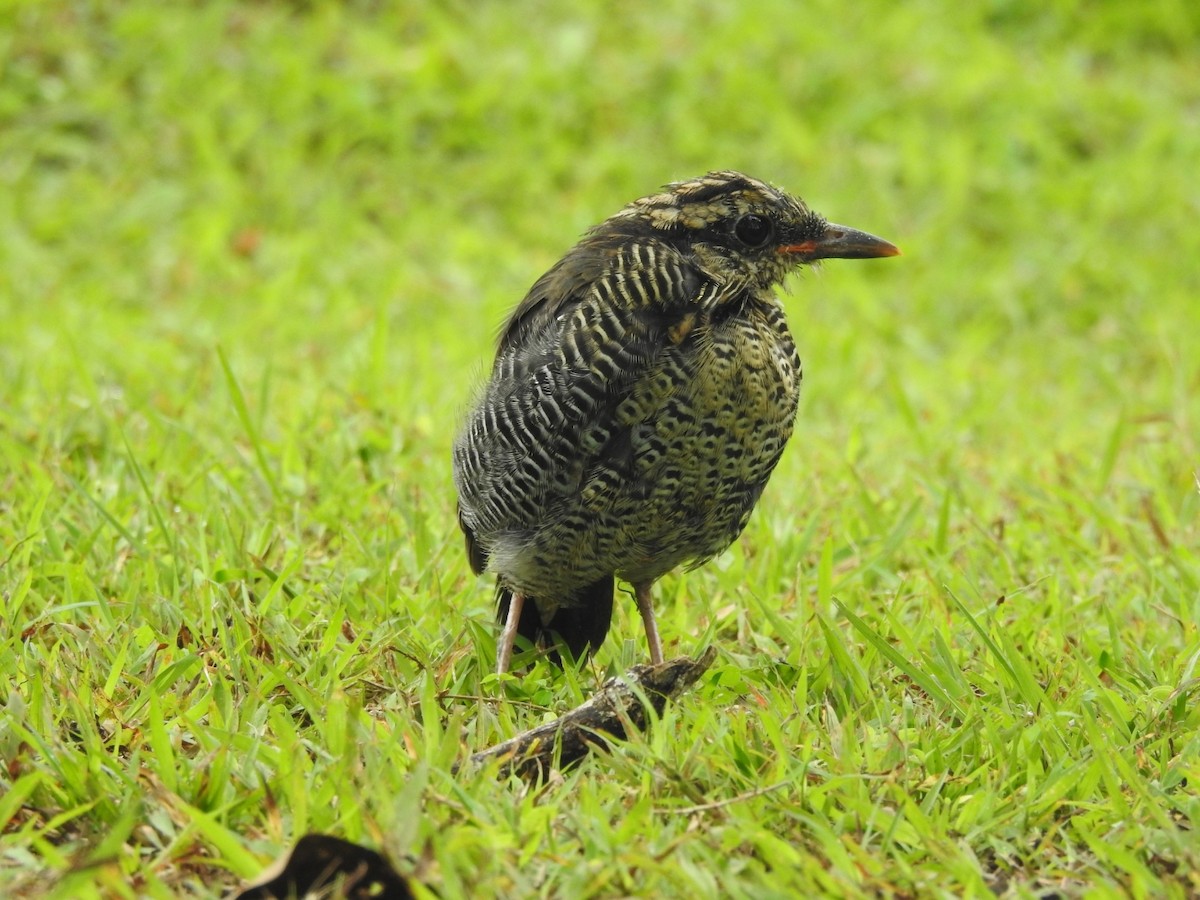 Blue Pitta - ML642648205
