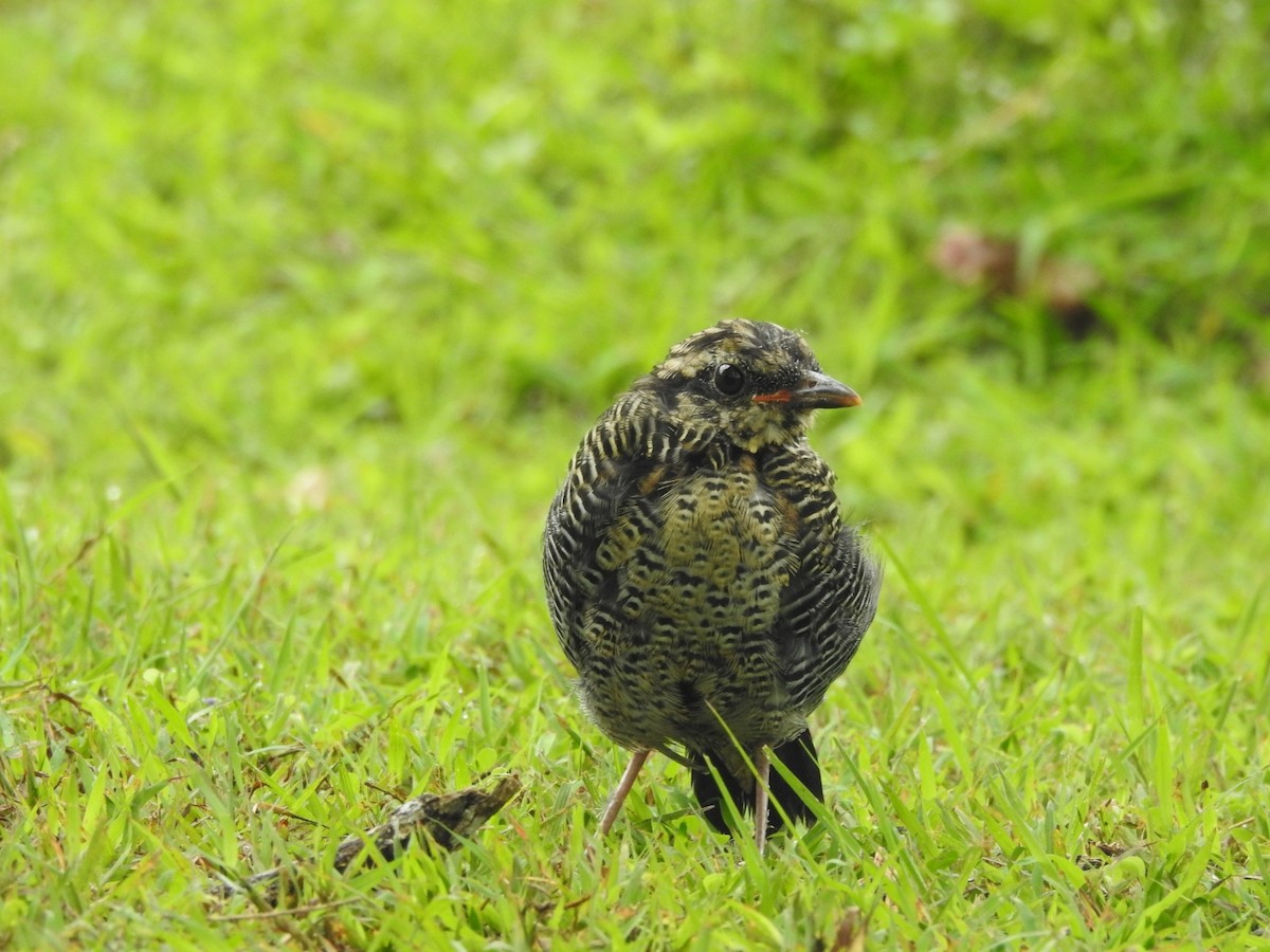 Blue Pitta - ML642648206