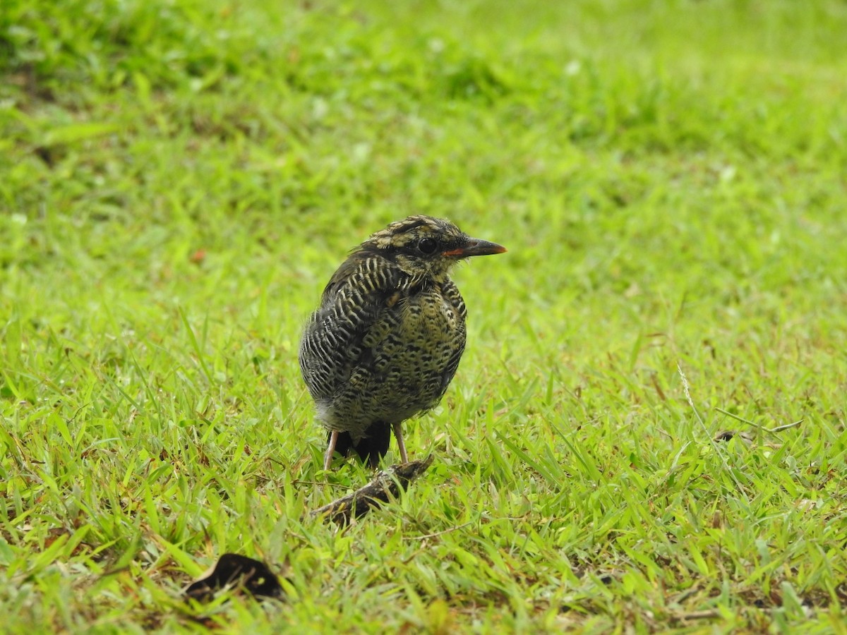 Blue Pitta - ML642648211