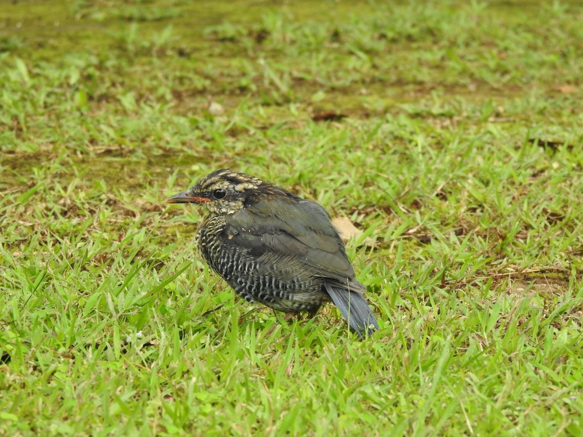 Blue Pitta - ML642648212