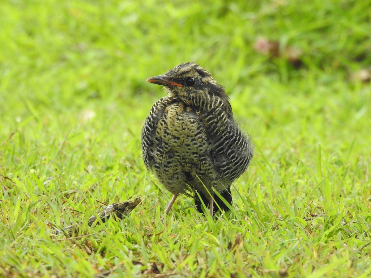 Blue Pitta - ML642648213