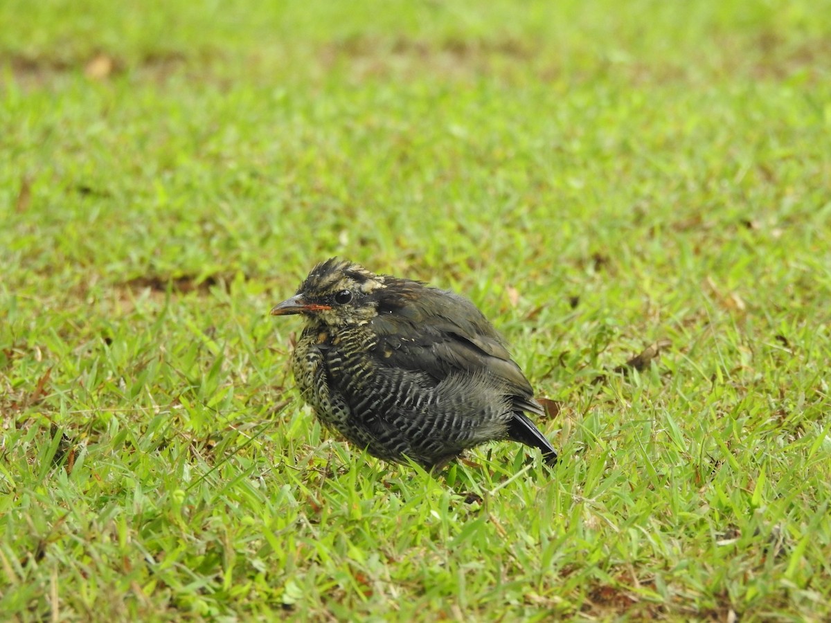 Blue Pitta - ML642648216