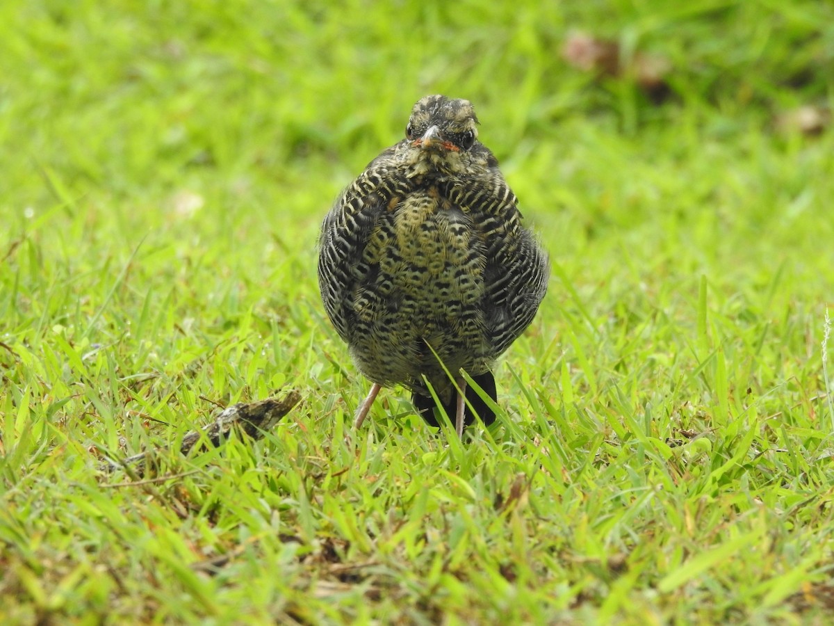 Blue Pitta - ML642648217