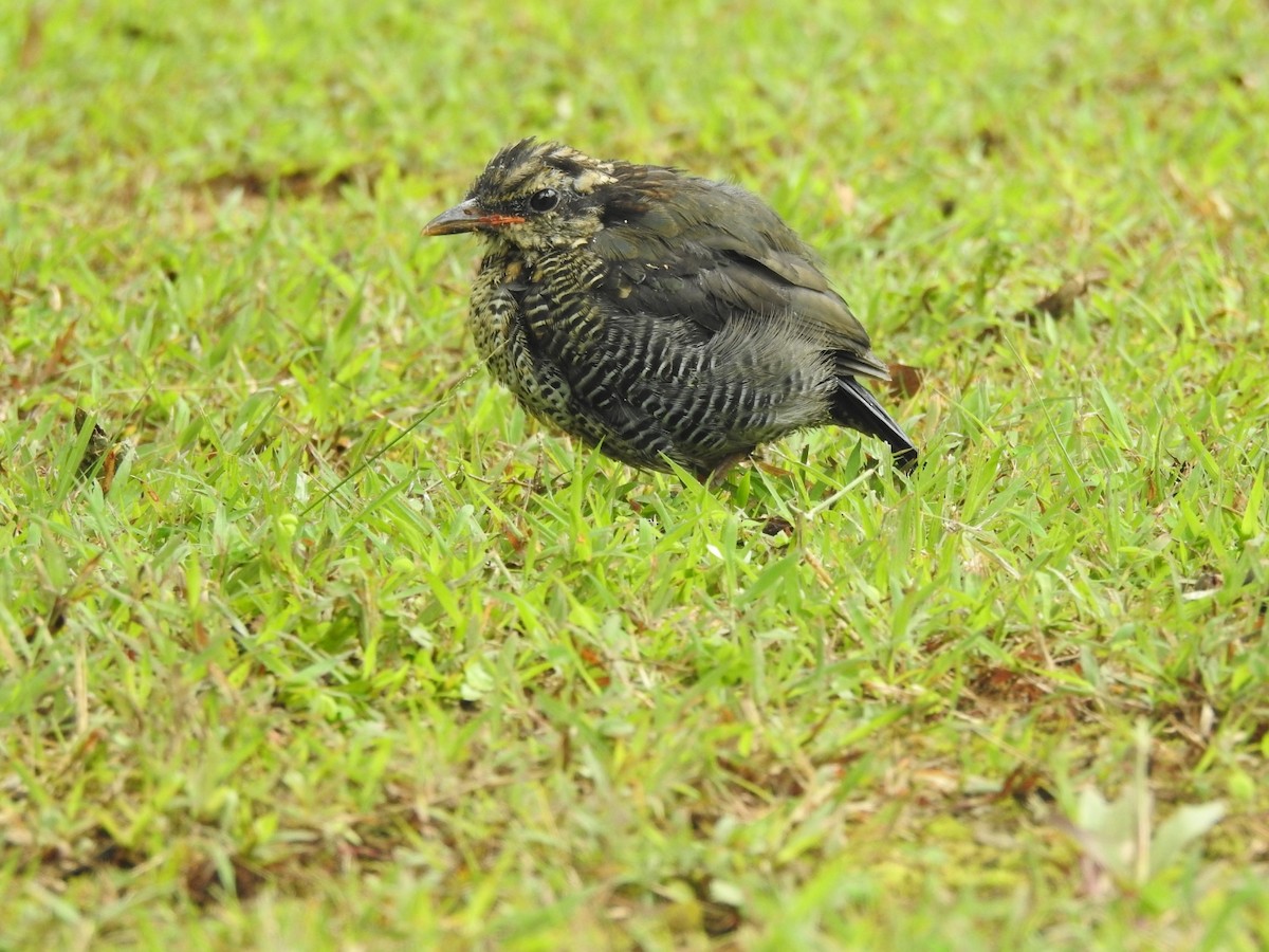 Blue Pitta - ML642648218