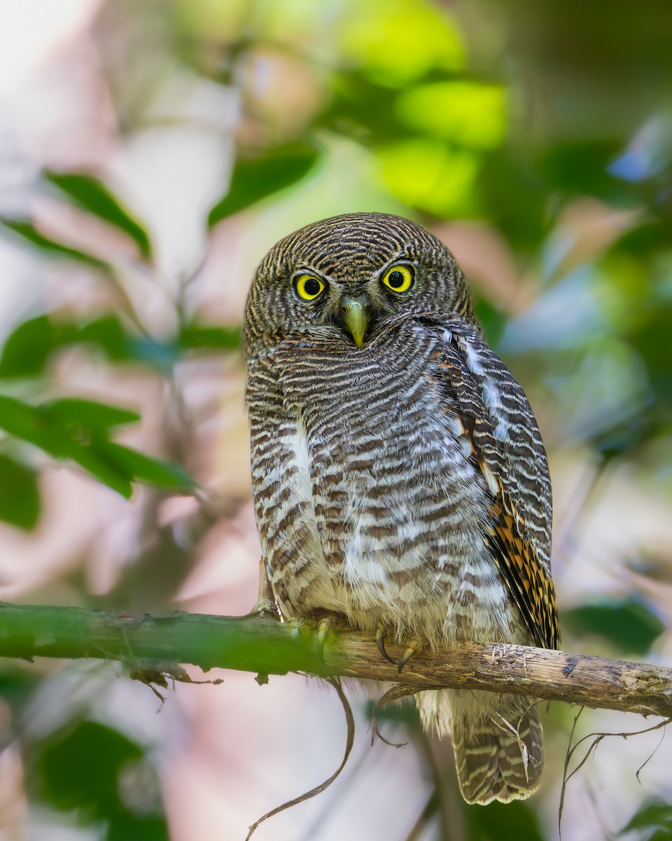 Jungle Owlet - ML642648219