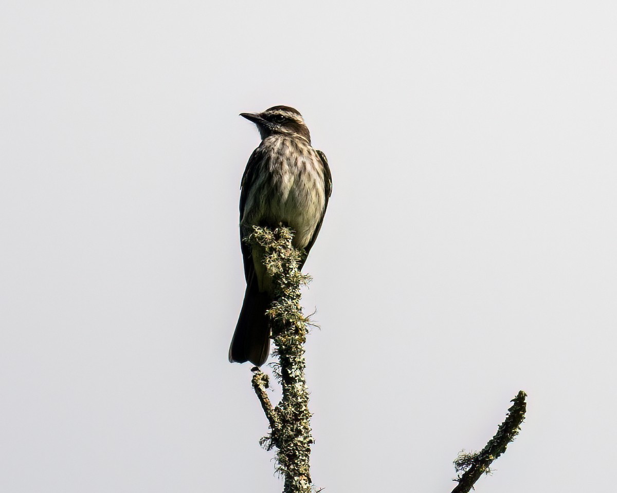 Variegated Flycatcher - ML642648221