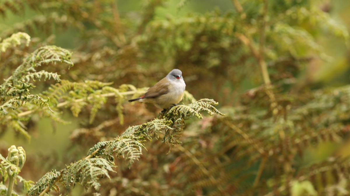 Yellow-bellied Waxbill - ML642648230