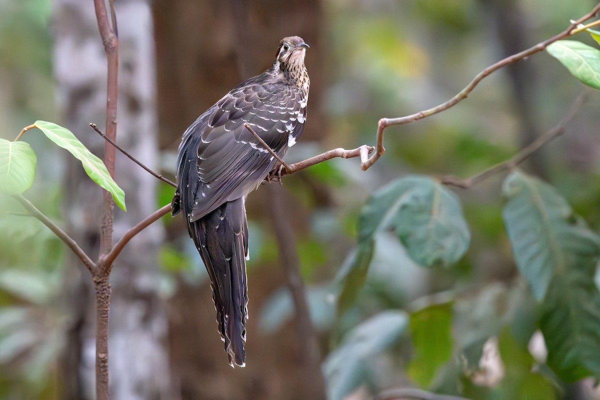 Pheasant Cuckoo - ML642648232