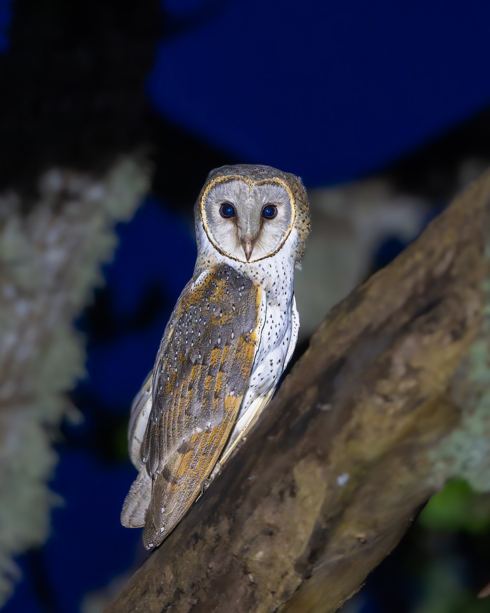 Eastern Barn Owl - ML642648234