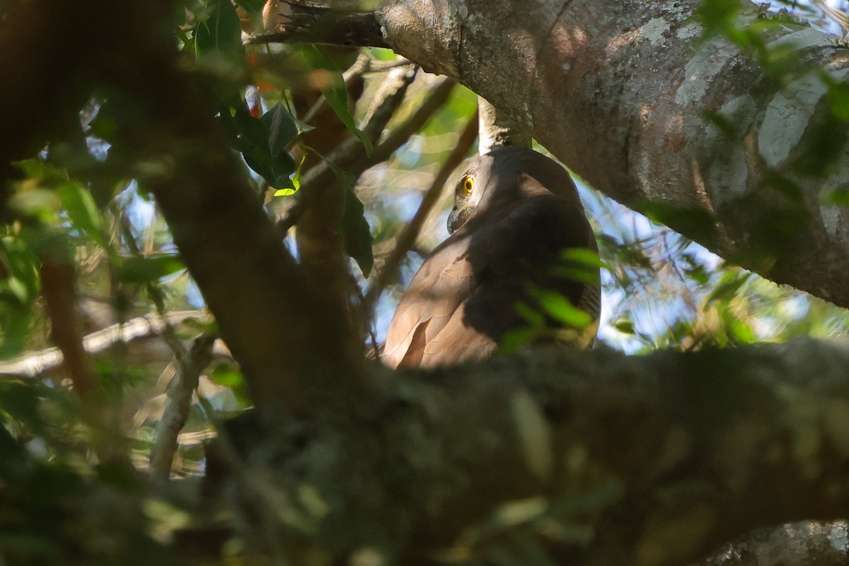 African Goshawk - ML642648242