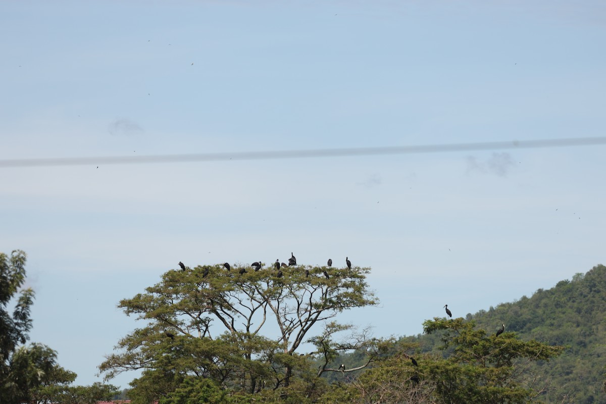 zejozob africký - ML642648254