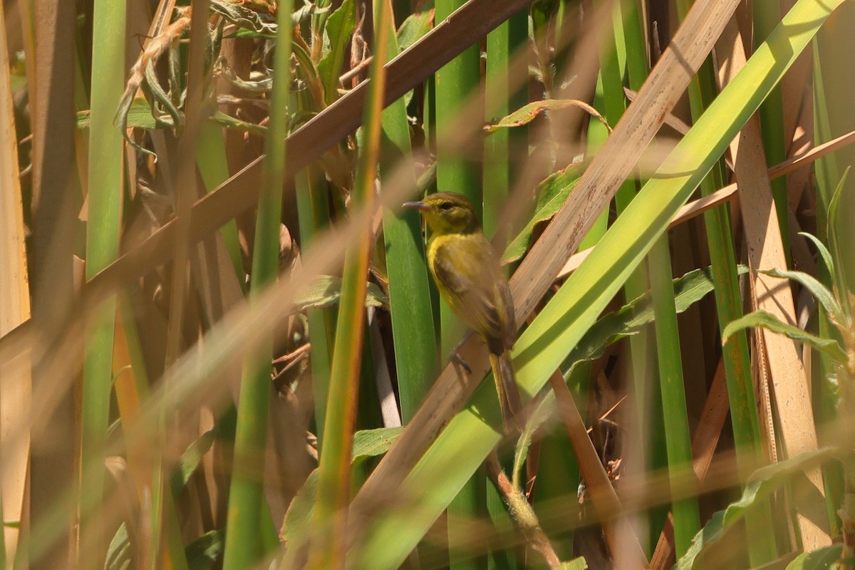 African Yellow-Warbler - ML642648265