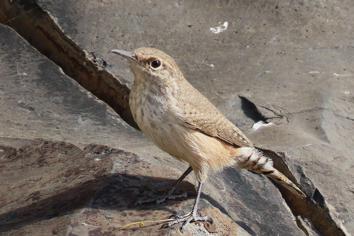 Rock Wren - ML642648274