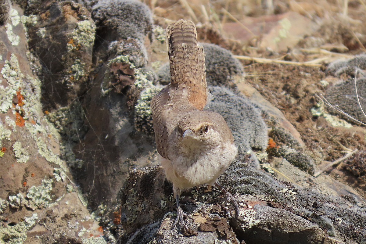 Rock Wren - ML642648276