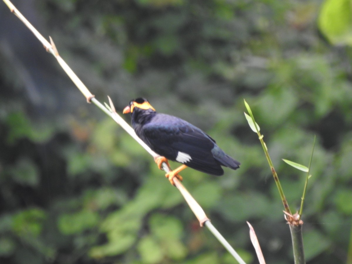 Common Hill Myna - ML642648278