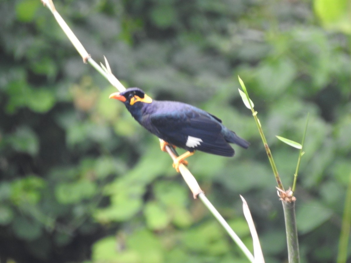 Common Hill Myna - ML642648279