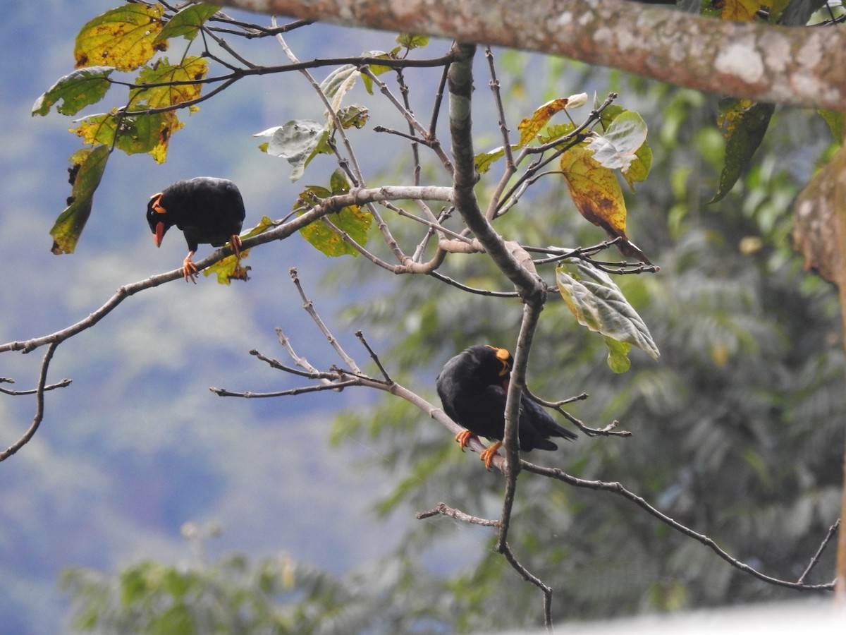 Common Hill Myna - ML642648280