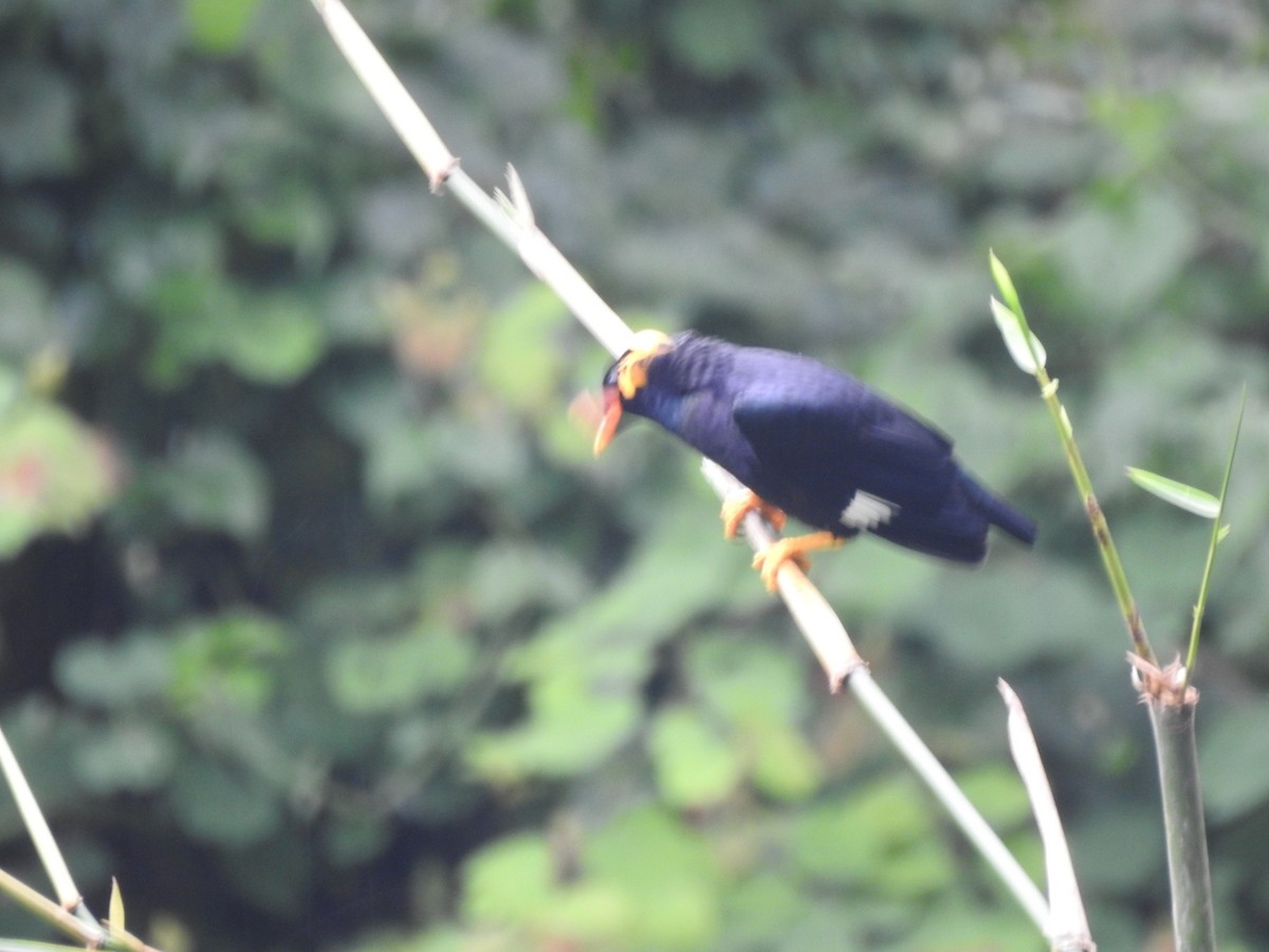 Common Hill Myna - ML642648281