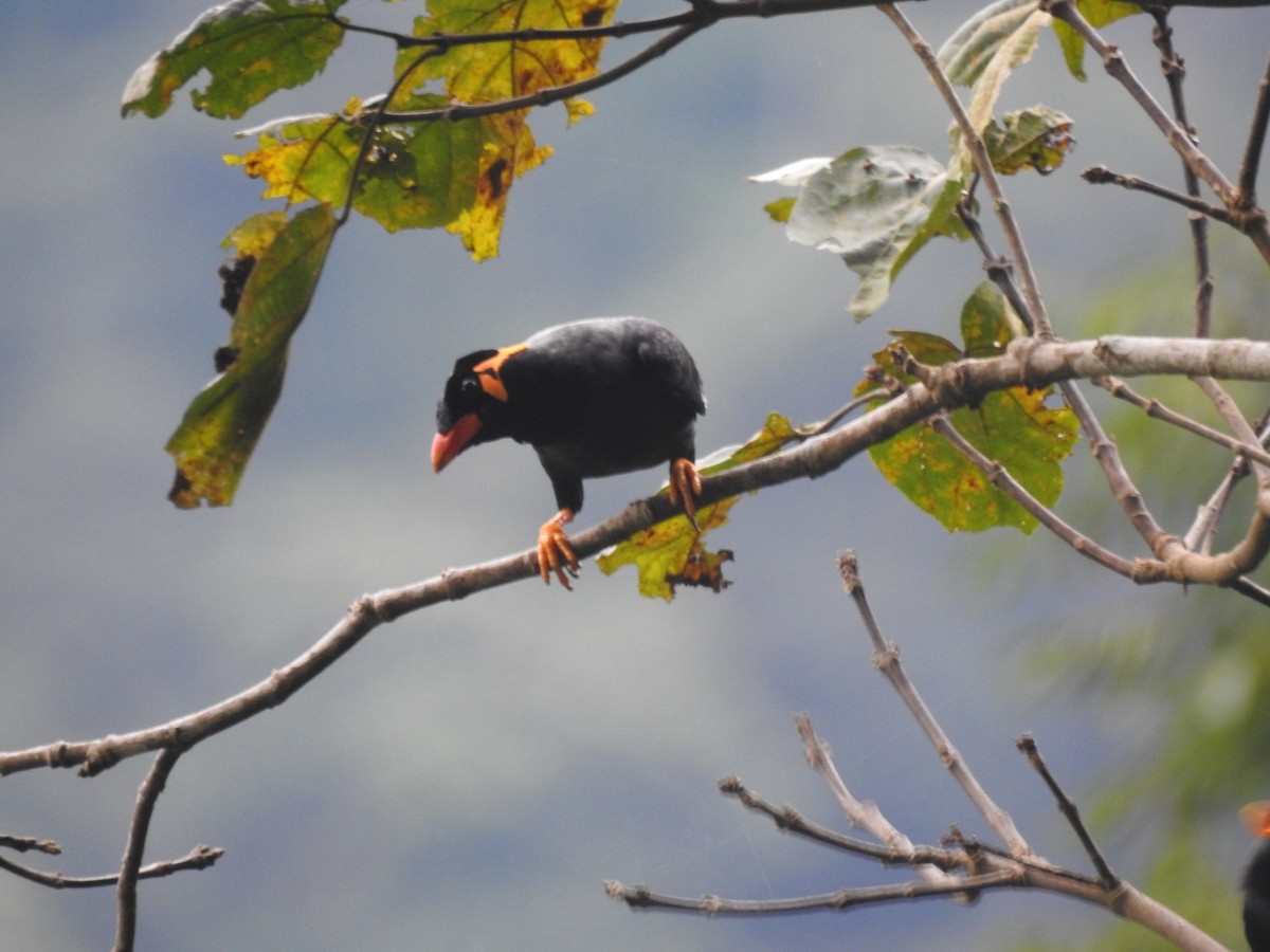 Common Hill Myna - ML642648282