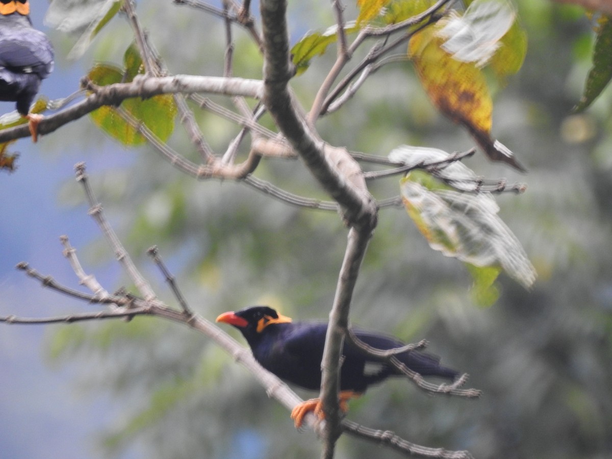 Common Hill Myna - ML642648283