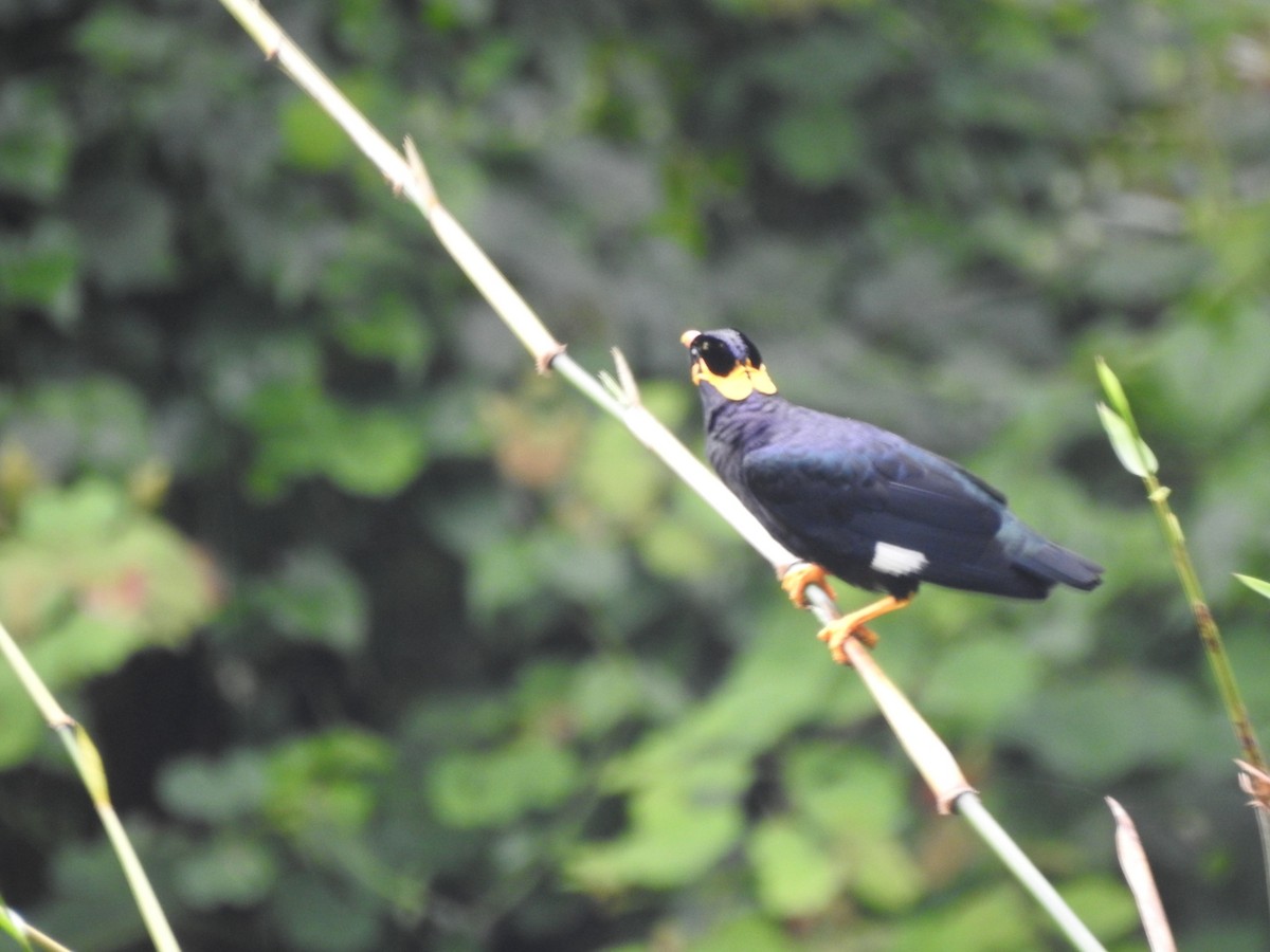 Common Hill Myna - ML642648284