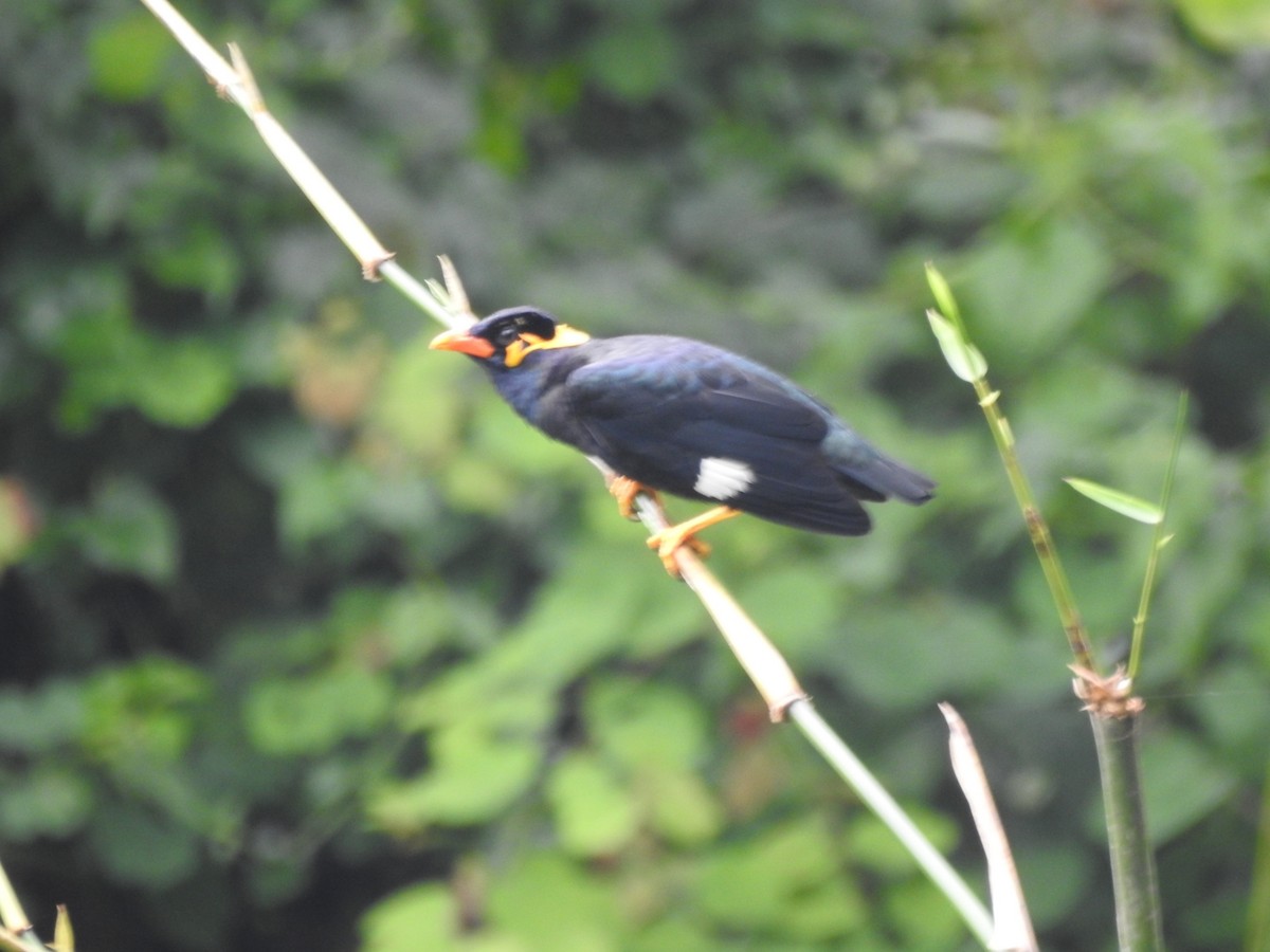 Common Hill Myna - ML642648285