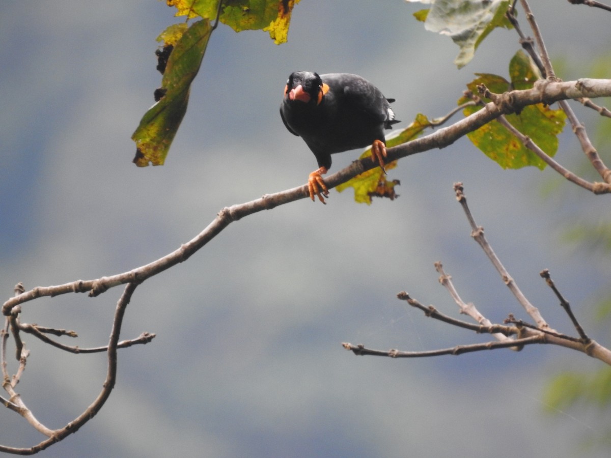 Common Hill Myna - ML642648286