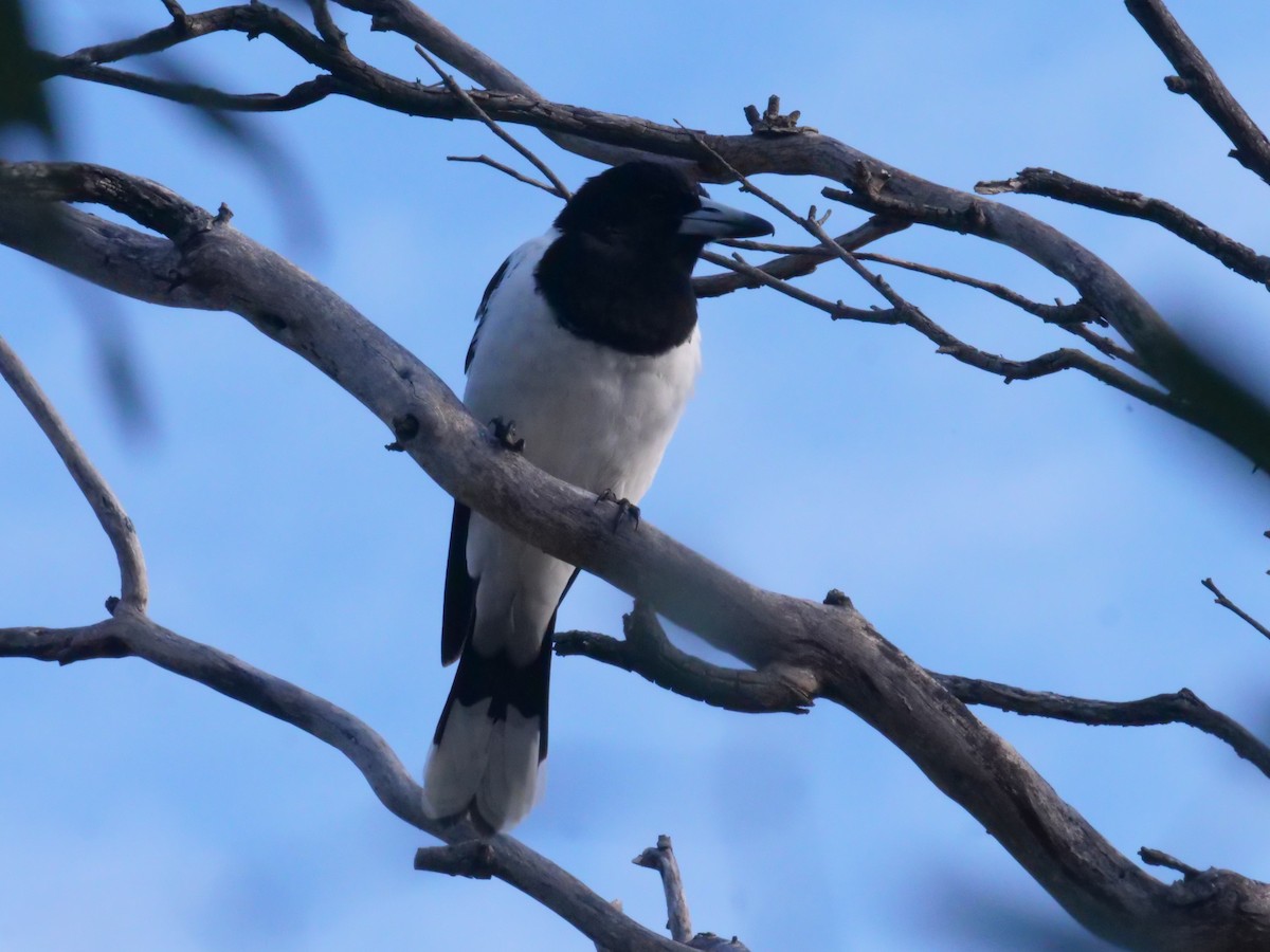 Pied Butcherbird - ML642648289