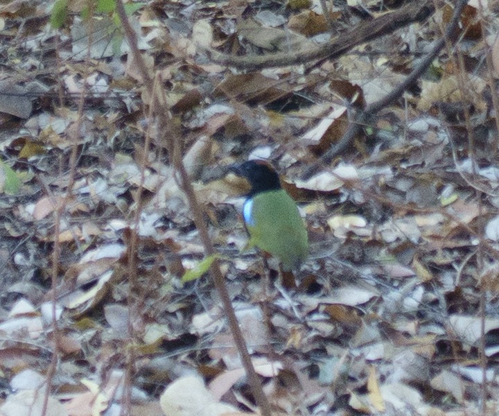 Rainbow Pitta - ML642648291