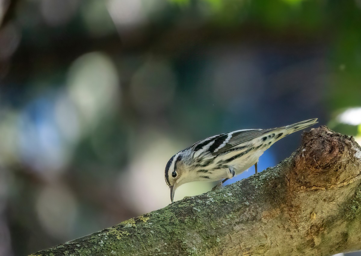 Black-and-white Warbler - ML642648317