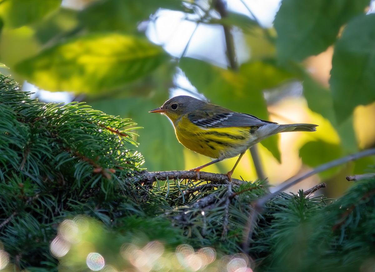 Magnolia Warbler - ML642648321