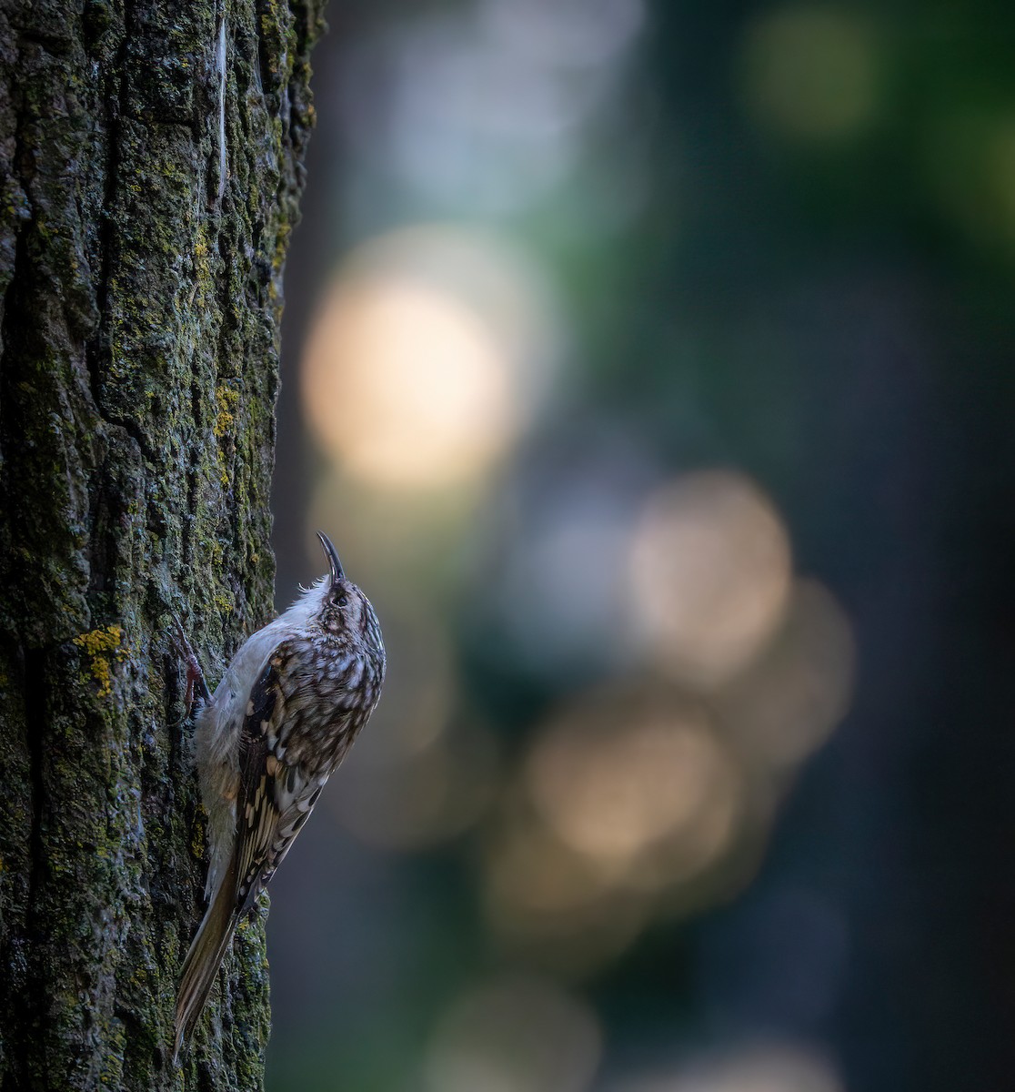 Brown Creeper - ML642648326