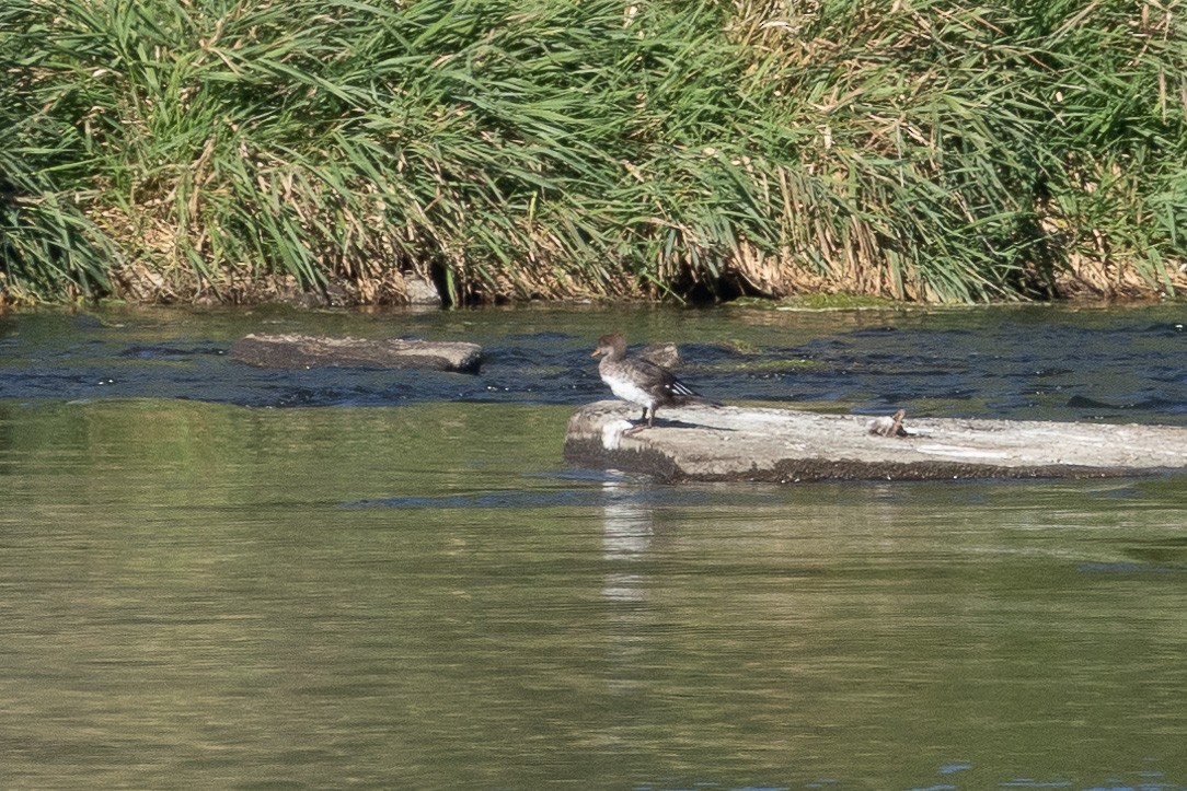 Hooded Merganser - ML642648361