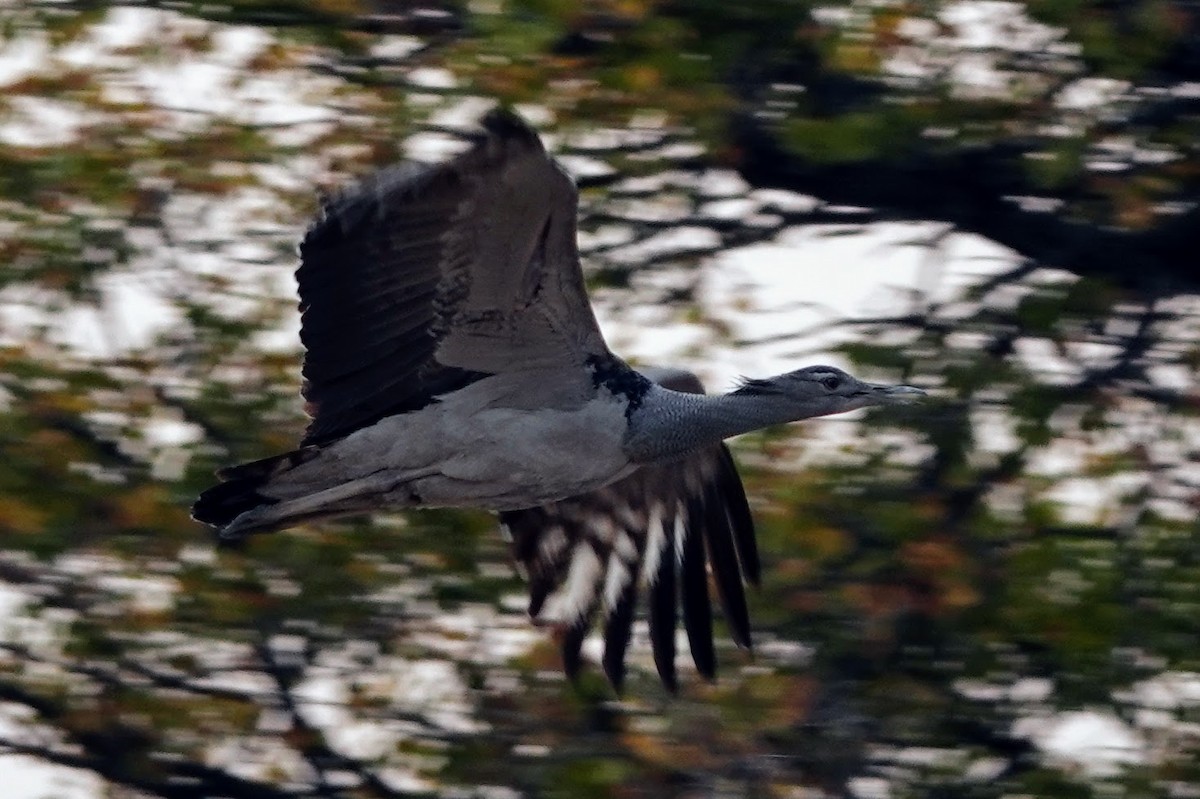 Kori Bustard - ML642648363