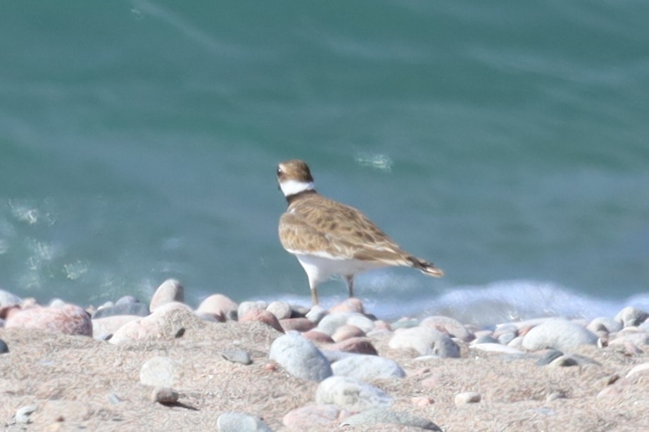 Killdeer - ML642648365