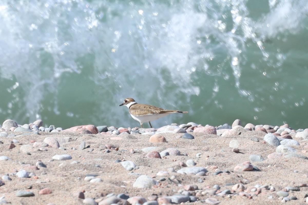 Killdeer - ML642648366