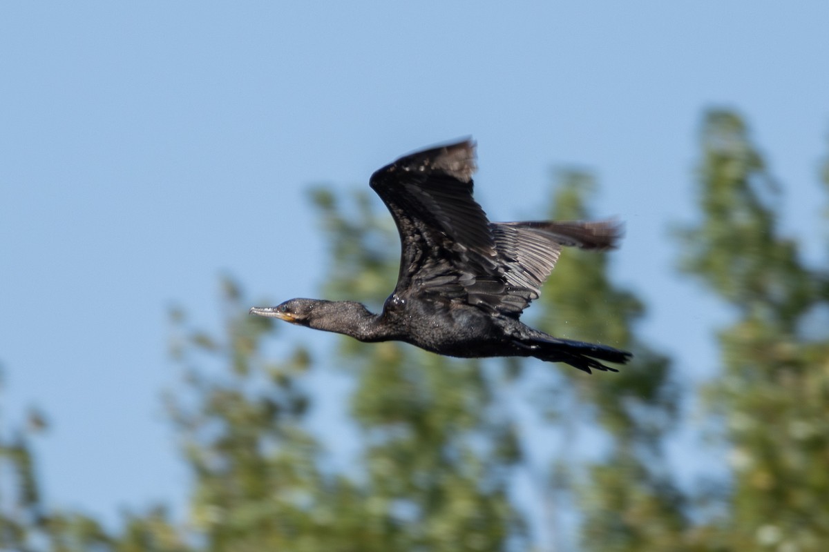 Neotropic Cormorant - ML642648369