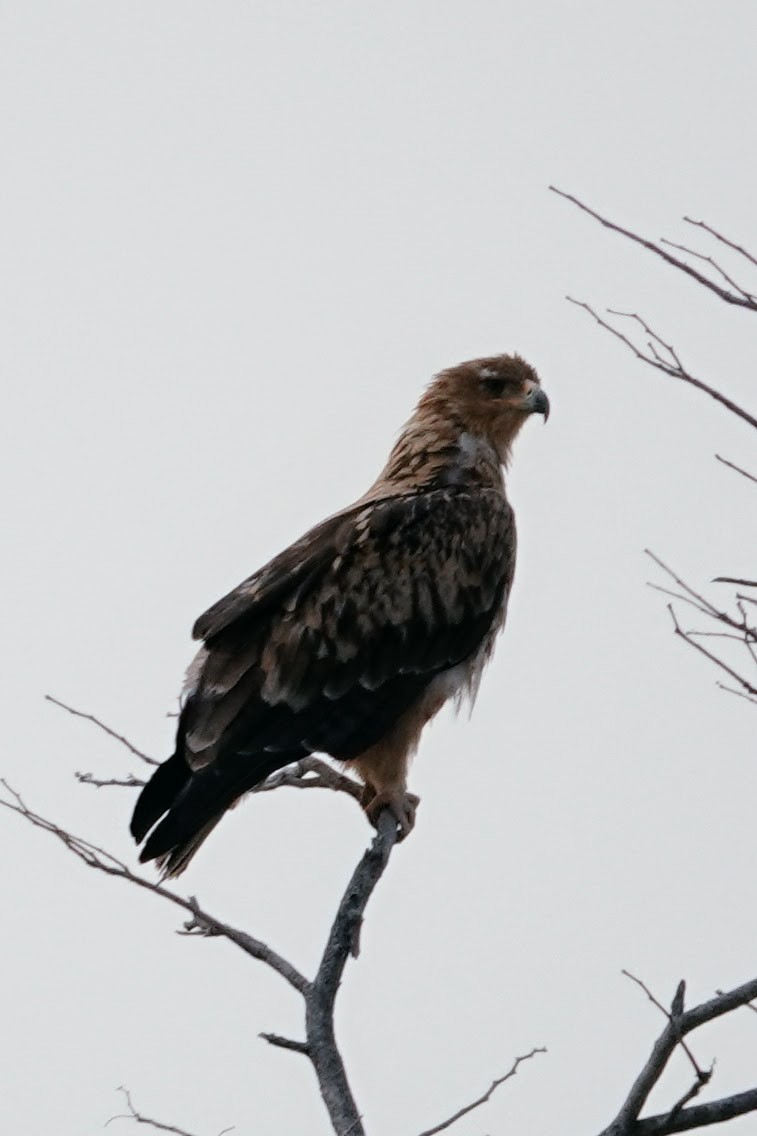 Tawny Eagle - ML642648377