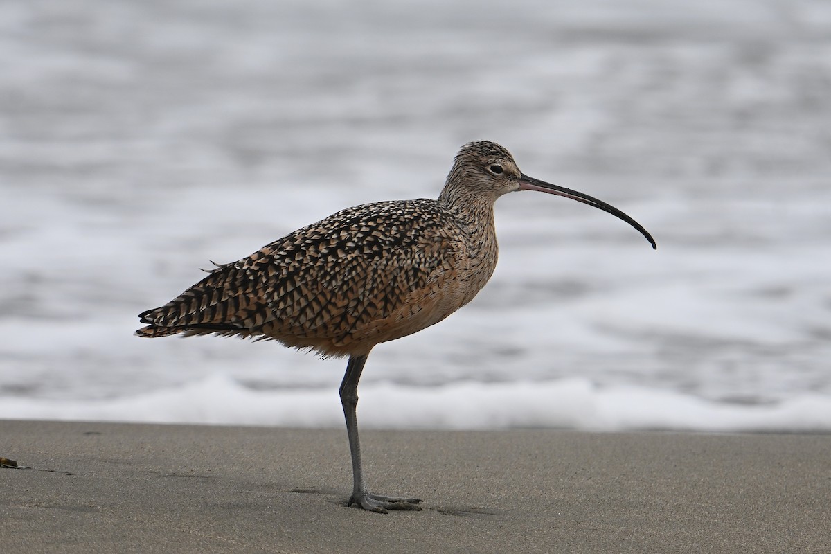 Long-billed Curlew - ML642648381