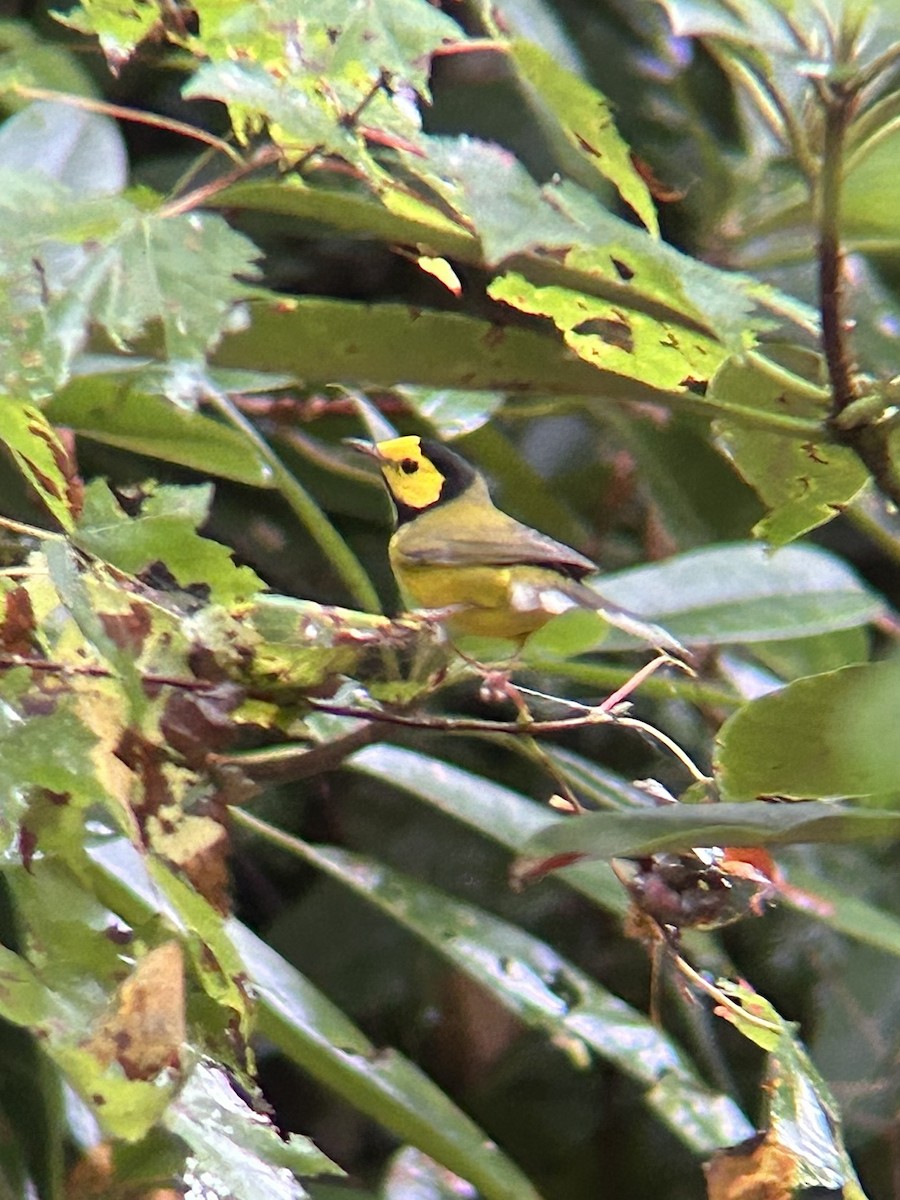 Hooded Warbler - ML642648383