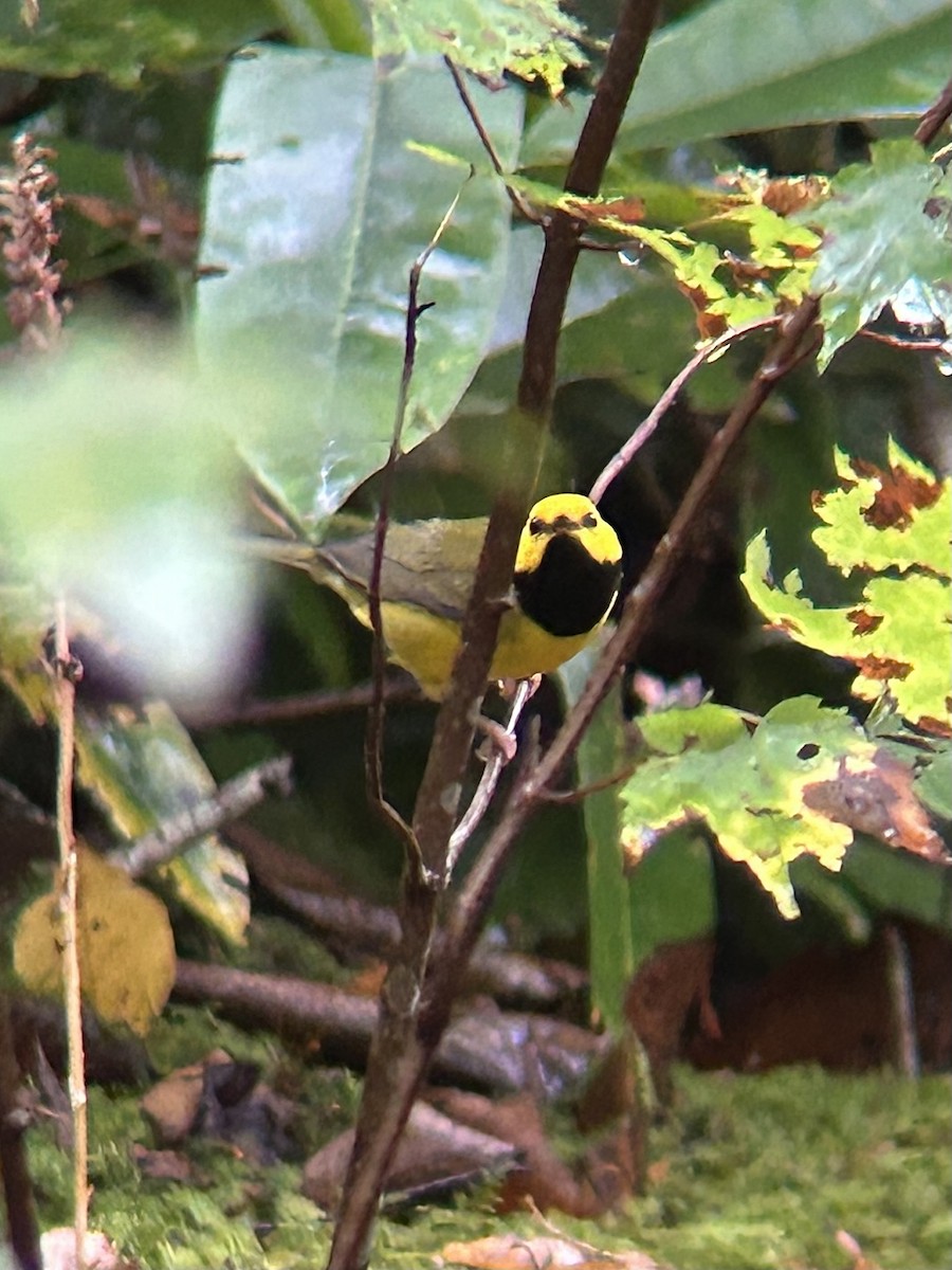 Hooded Warbler - ML642648384